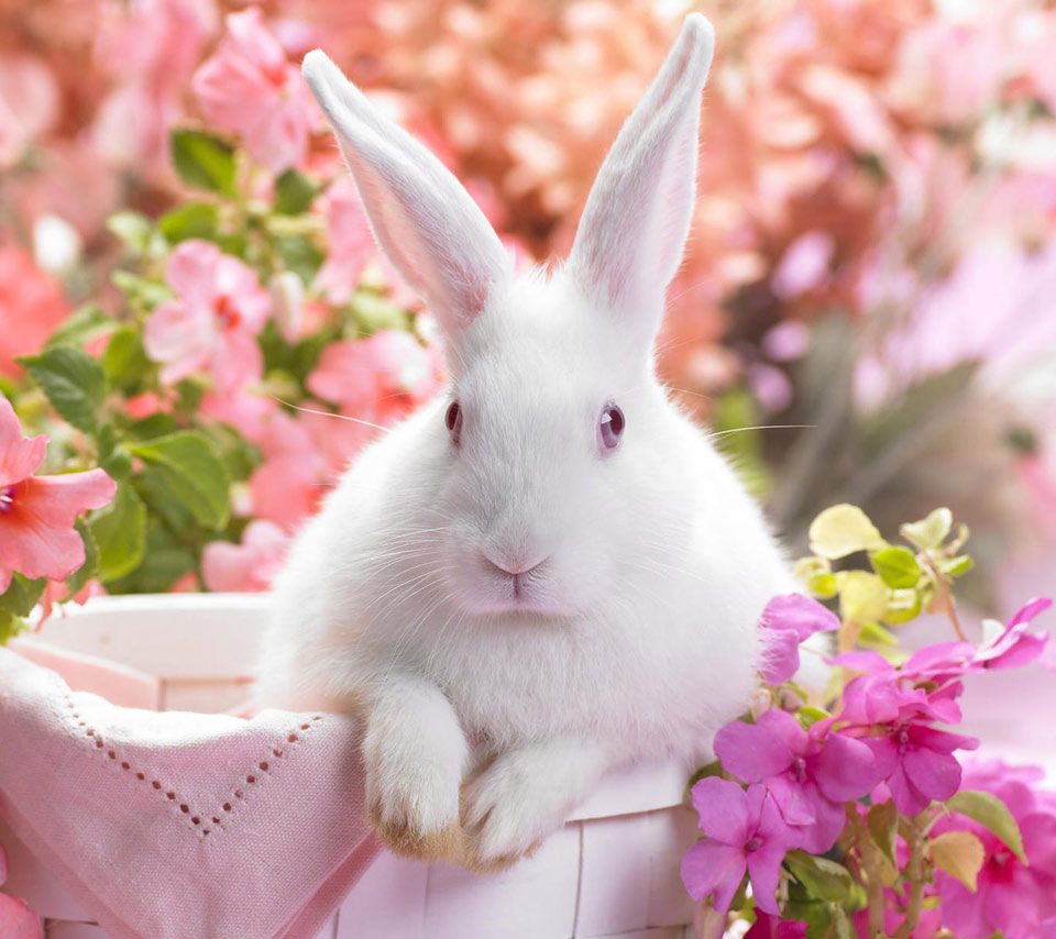 screensaver di carta da parati occhi carini,coniglio,conigli e lepri,coniglio domestico,rosa,coniglietto di pasqua