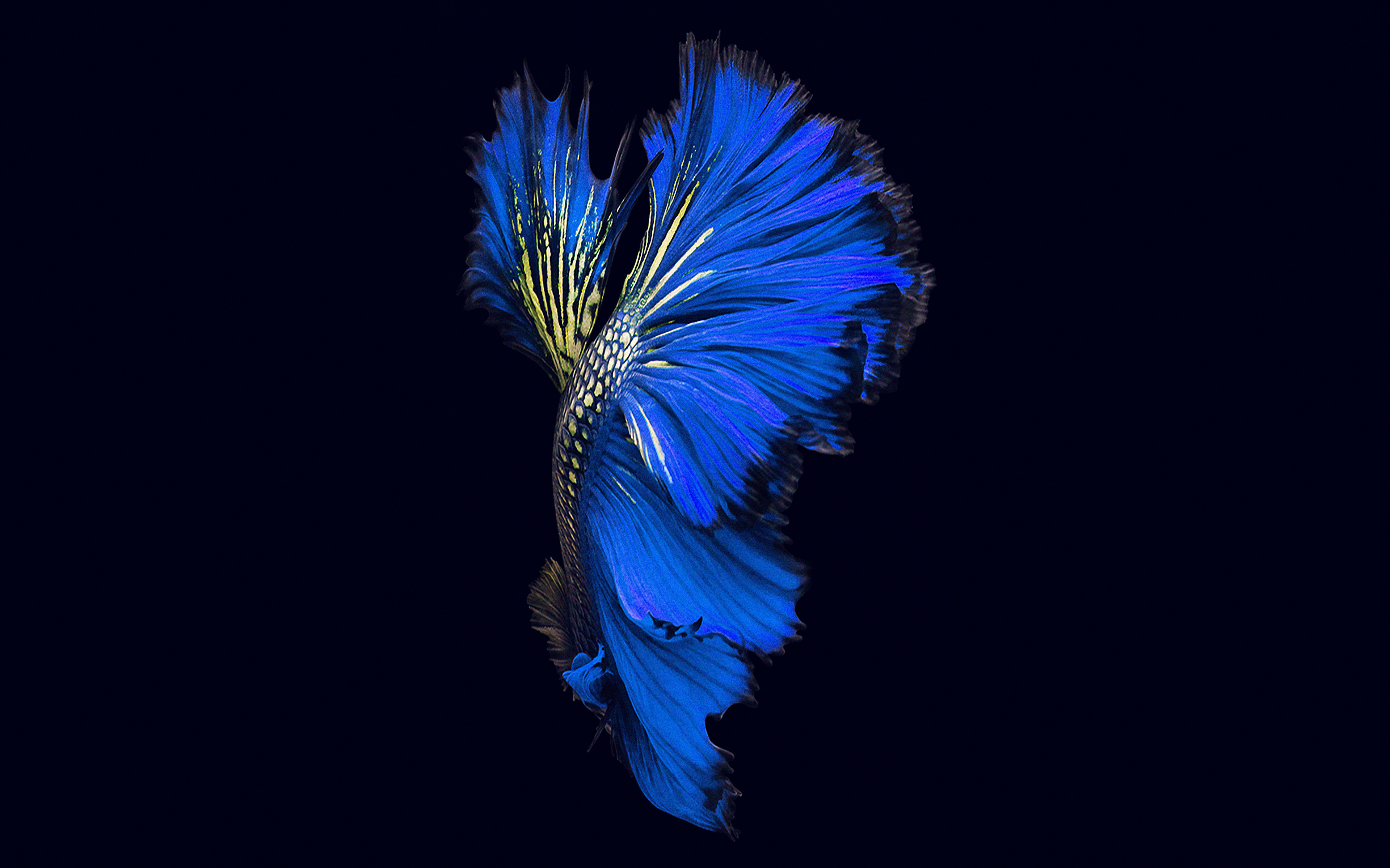 live picture wallpaper,blue,feather,cobalt blue,electric blue,azure