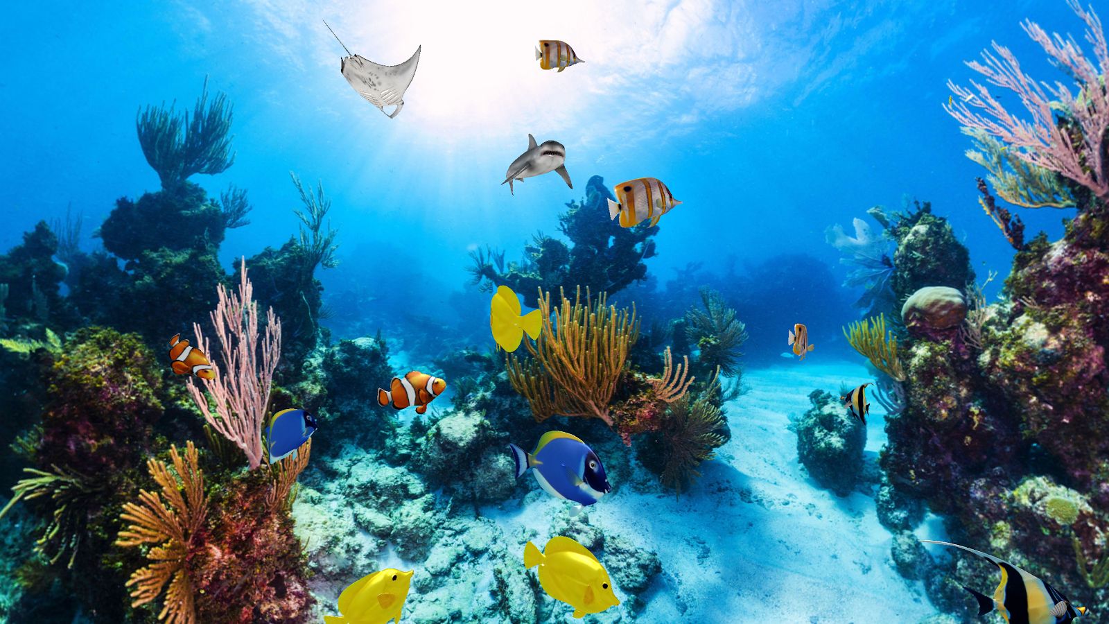 tapeten 360,korallenriff,unter wasser,meeresbiologie,riff,korallenrifffische