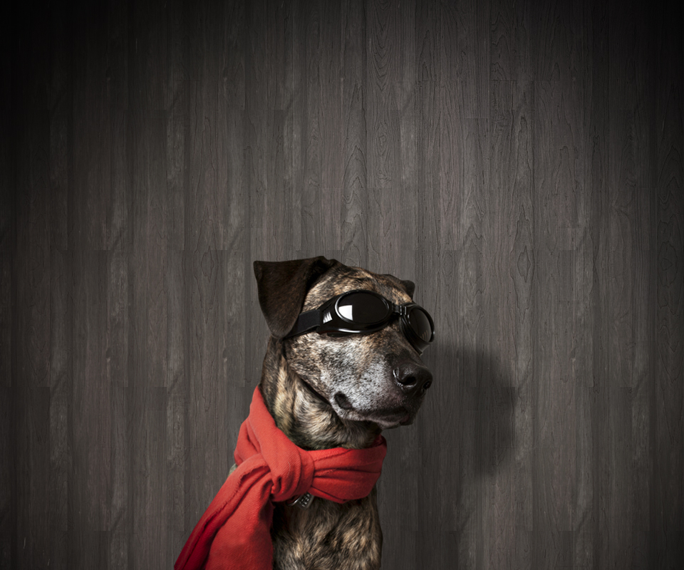 lg 3d wallpaper,hund,schnauze,kitz,amerikanischer pitbullterrier