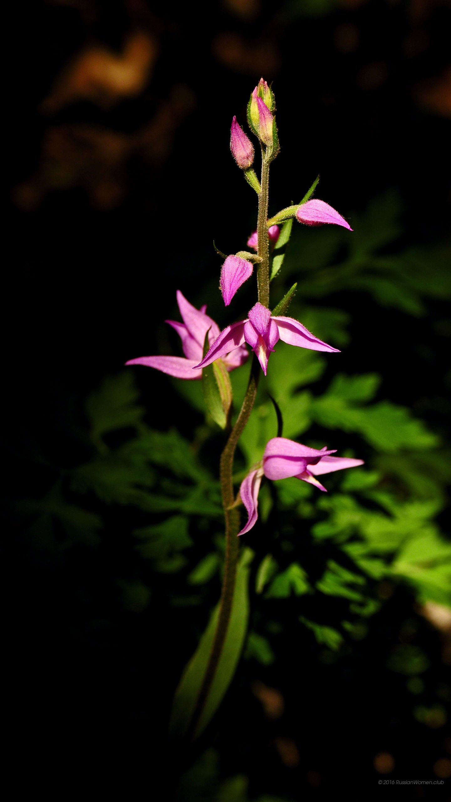 tapete abs. lg,blume,blühende pflanze,pflanze,orchidee,blütenblatt