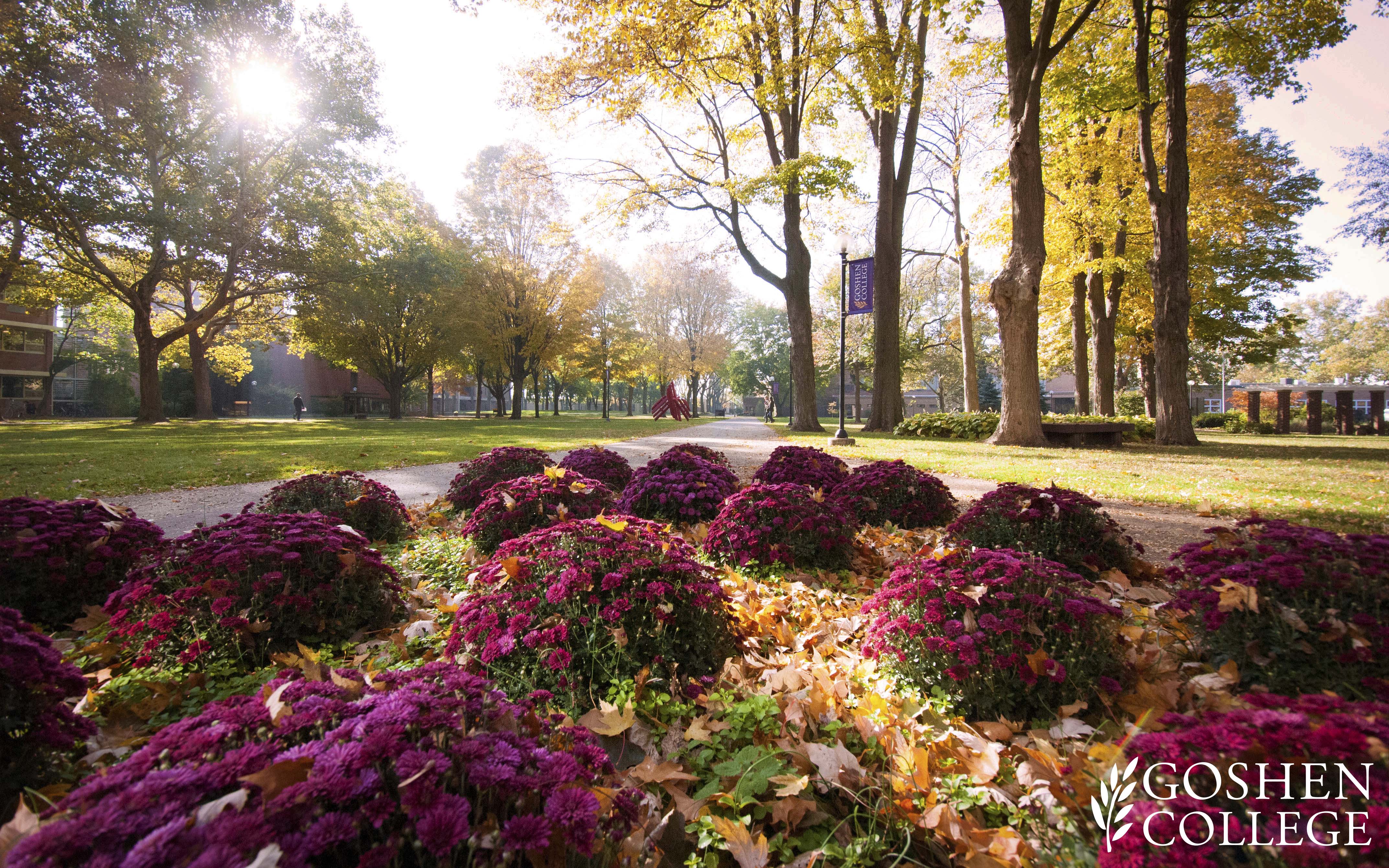 college student tapete,natur,natürliche landschaft,blume,baum,pflanze