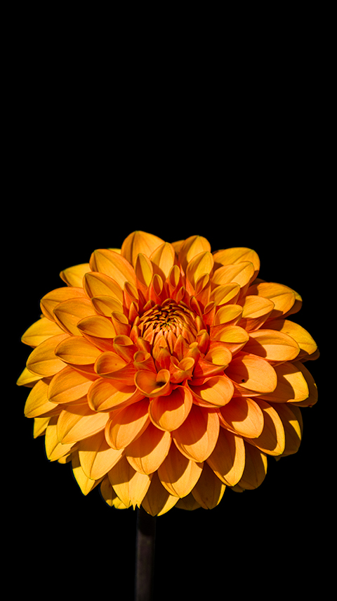 lg k7 wallpaper,orange,flower,yellow,petal,plant