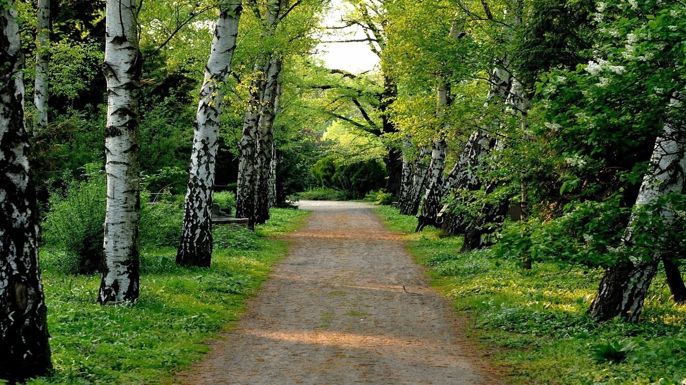 paysage fond d'écran hd téléchargement gratuit,arbre,paysage naturel,la nature,forêt,plante ligneuse