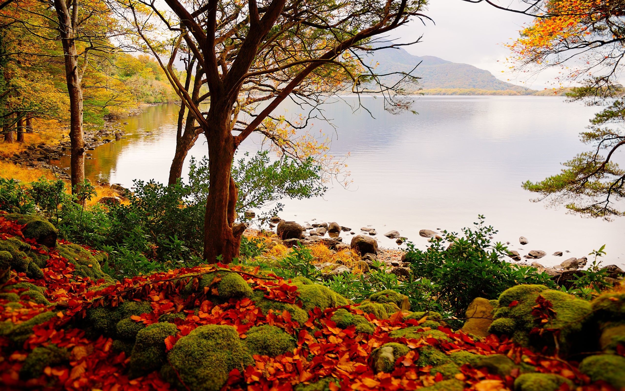 download gratuito di sfondi hd,paesaggio naturale,natura,albero,autunno,cielo