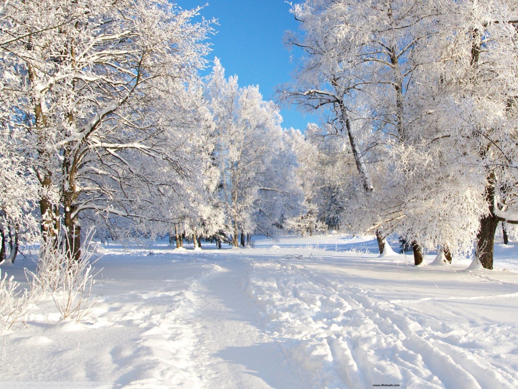 download gratuito di sfondi hd,neve,inverno,brina,albero,natura
