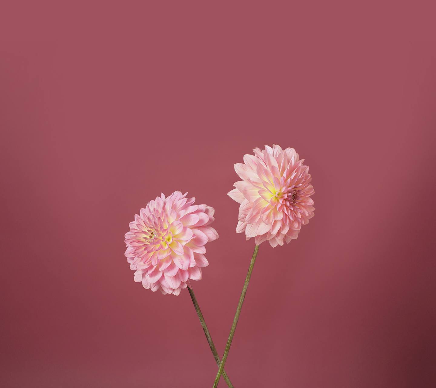 lg k10 wallpaper,flower,pink,plant,petal,flowering plant