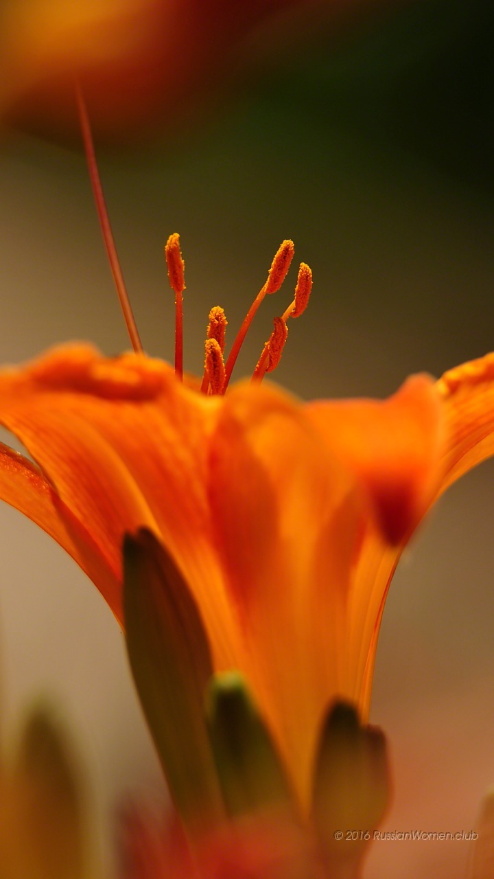lg k10 fondo de pantalla,flor,planta floreciendo,fotografía macro,lirio,naranja