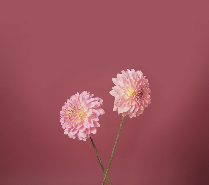 lg k10 fondo de pantalla,flor,rosado,planta,planta floreciendo,pétalo