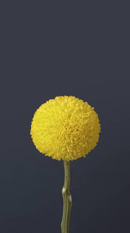 sfondo di lg k10,giallo,fiore,pianta,gambo della pianta,pianta fiorita