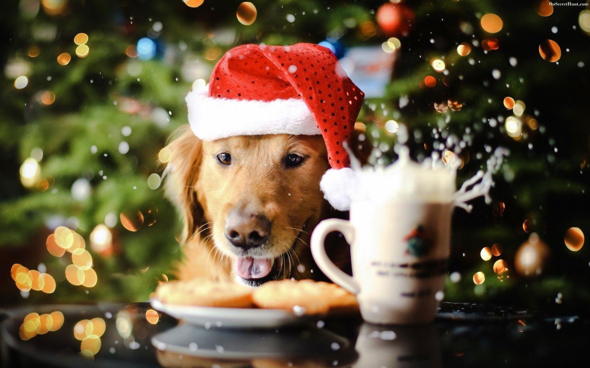 fond d'écran de chien de noël,chien,décoration de noël,noël,golden retriever,réveillon de noël