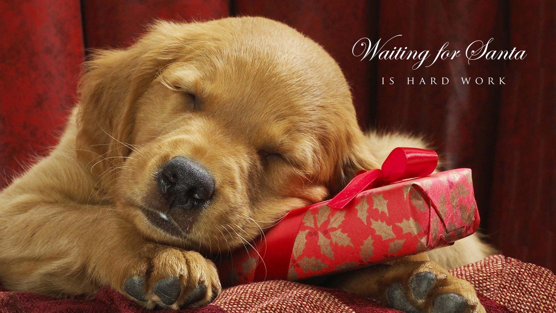 christmas dog wallpaper,dog,mammal,vertebrate,dog breed,canidae