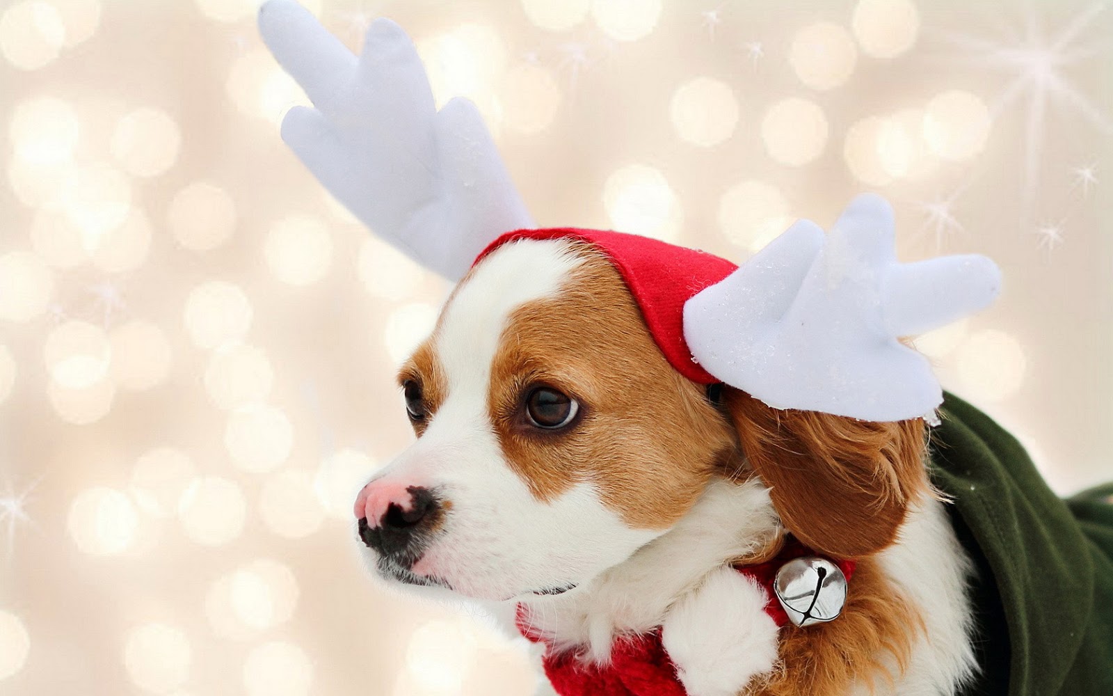 クリスマス犬の壁紙,犬,子犬,鼻,コンパニオンドッグ,クリスマス