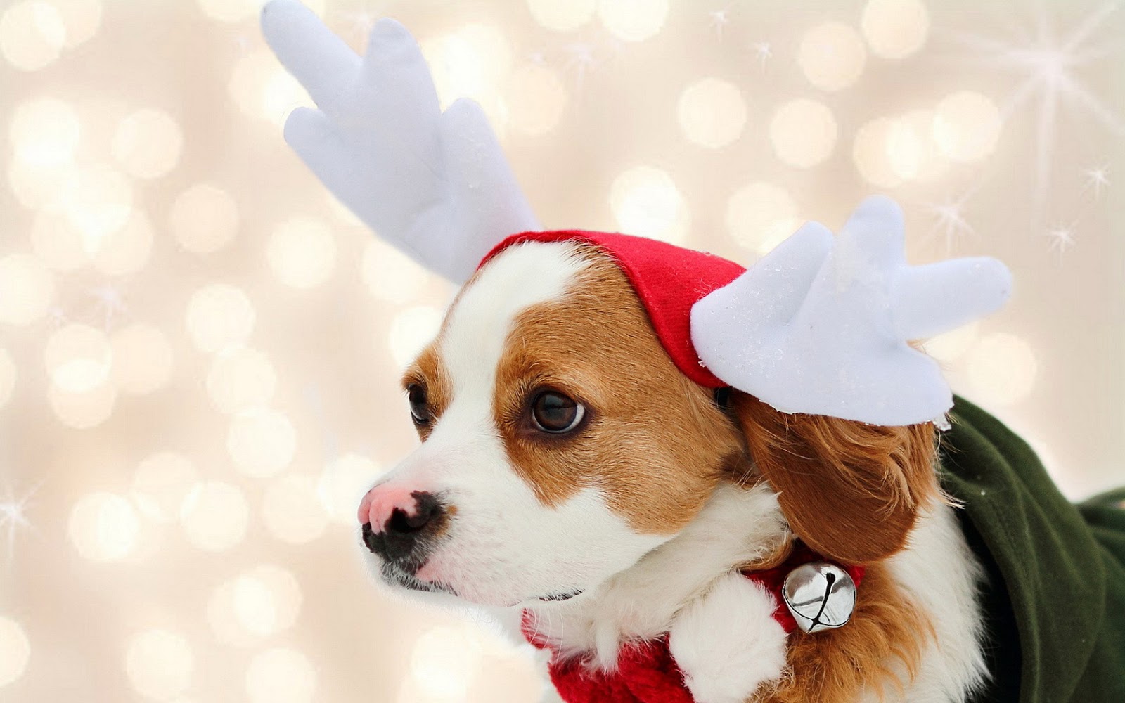 christmas dog wallpaper,dog,mammal,vertebrate,canidae,dog breed