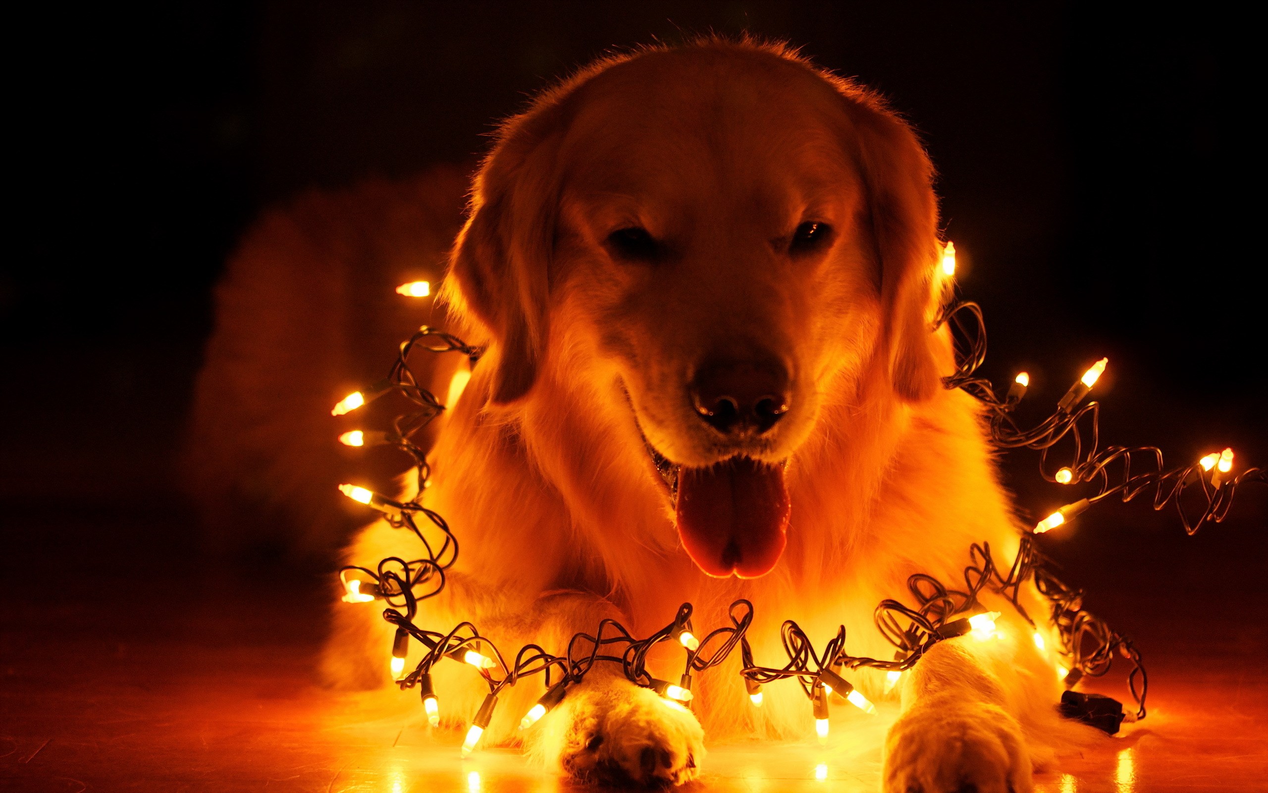 christmas dog wallpaper,dog,canidae,golden retriever,dog breed,retriever