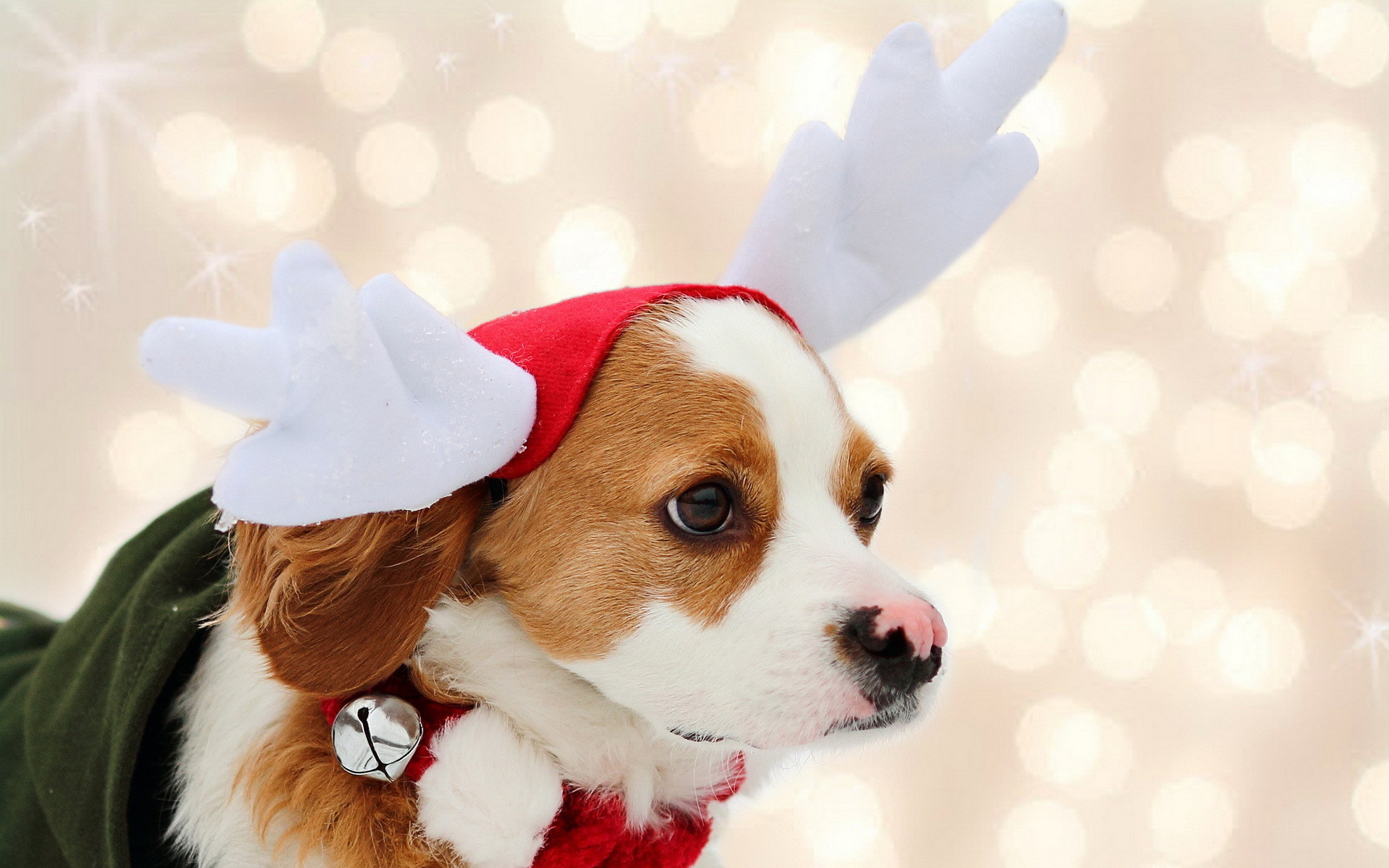 christmas dog wallpaper,dog,mammal,vertebrate,dog breed,canidae