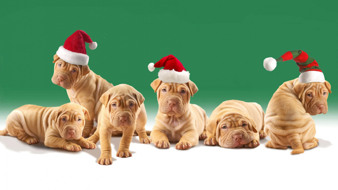 christmas dog wallpaper,dog,mammal,vertebrate,canidae,shar pei