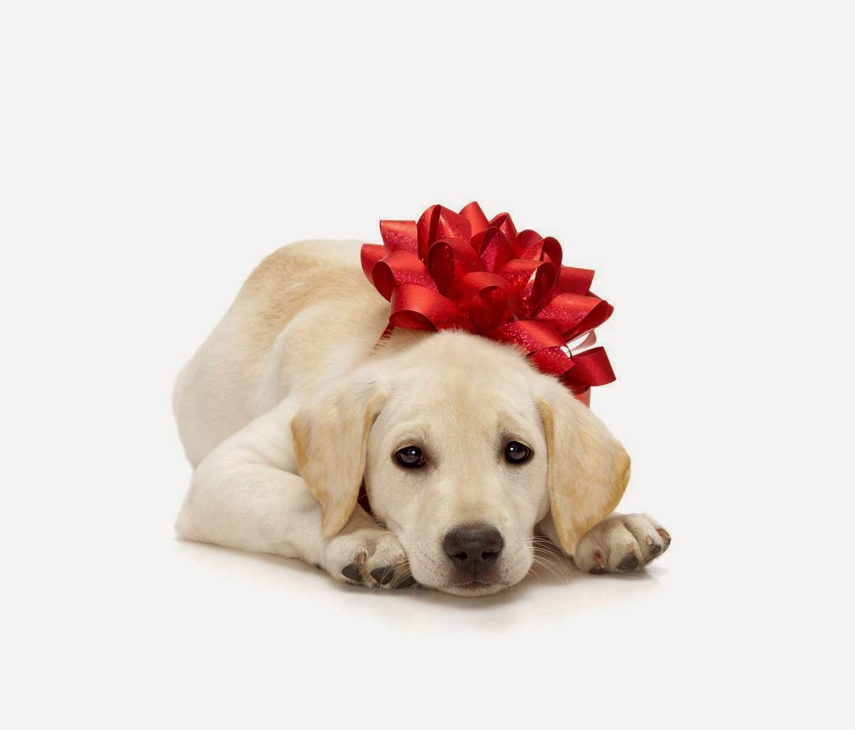 クリスマス犬の壁紙,犬,子犬,ラブラドール・レトリバー,ゴールデンレトリバー,スポーツグループ