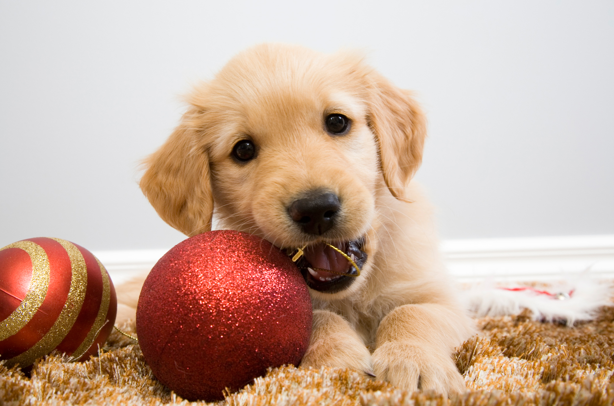 クリスマス犬の壁紙,犬,ゴールデンレトリバー,子犬,犬のおもちゃ,鼻