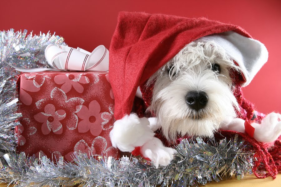 carta da parati cane di natale,cane,schnauzer in miniatura,cucciolo,sealyham terrier