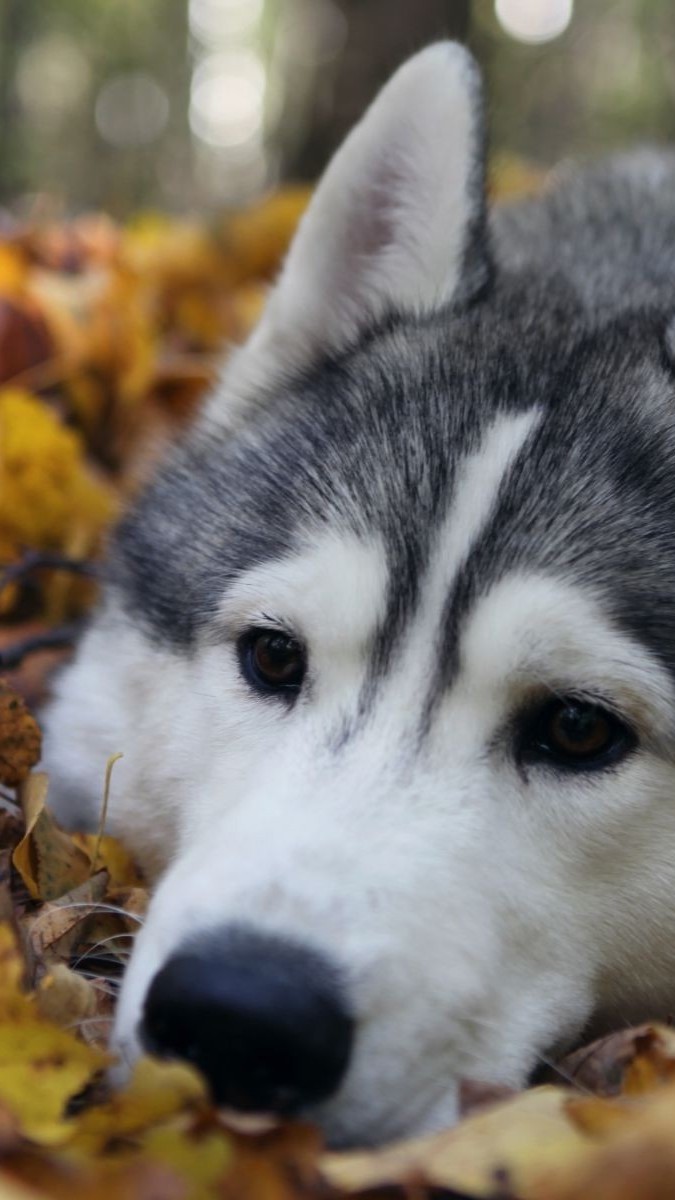 quelques fonds d'écran mignons,husky sibérien,chien,malamute d'alaska,sakhalin husky,loup chien