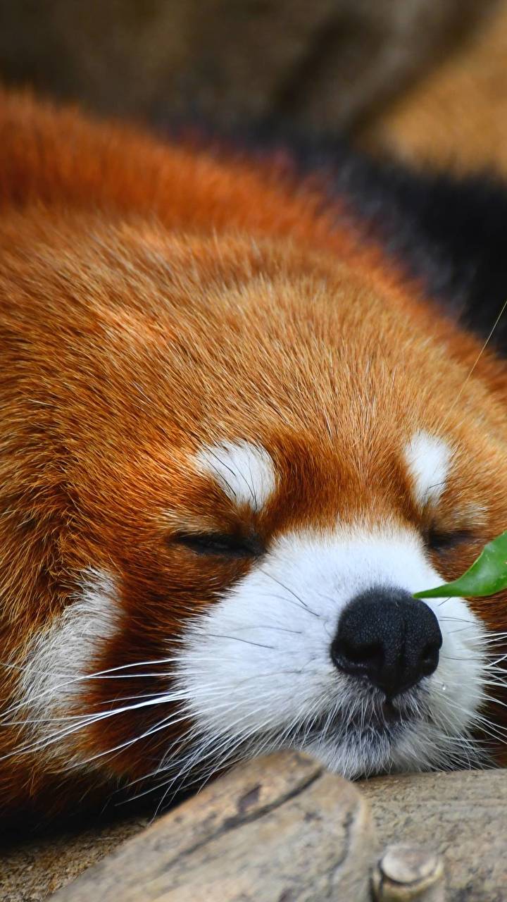 some cute wallpapers,mammal,red panda,vertebrate,whiskers,nose