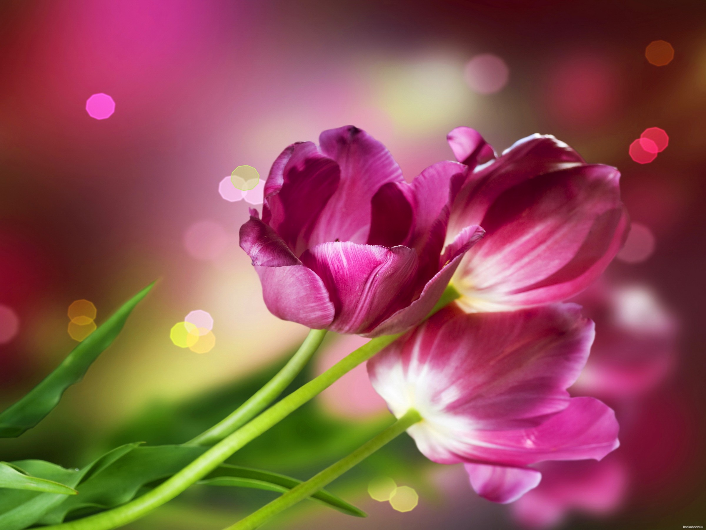 아름다운 월페이퍼,꽃 피는 식물,꽃잎,꽃,분홍,자연