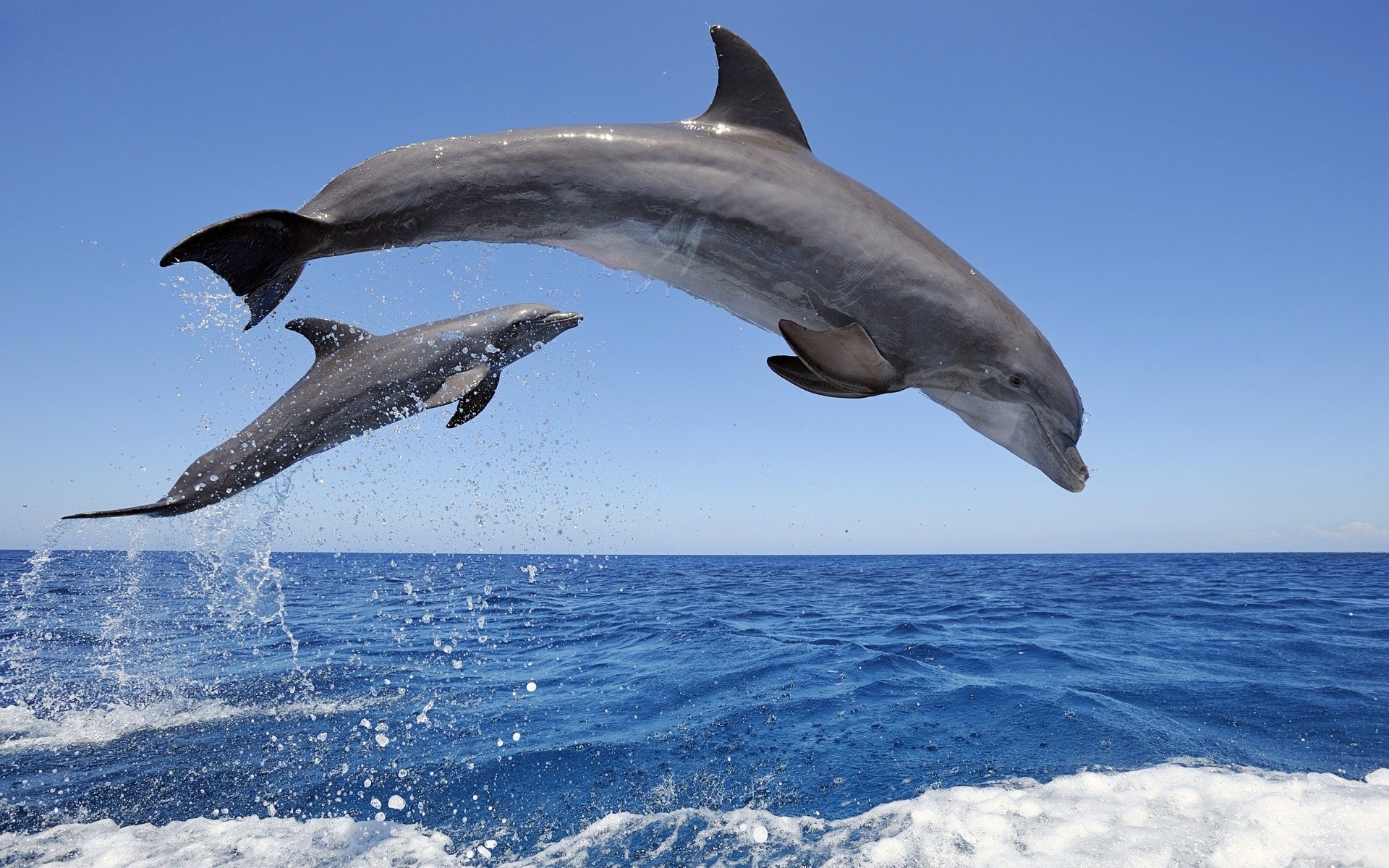 fond d'écran delfin,dauphin,grand dauphin,grand dauphin commun,mammifère marin,dauphin commun à bec court
