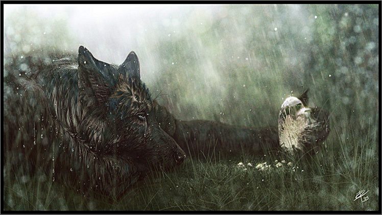 triste plein de larmes fonds d'écran,loup,herbe,faune,loup chien,capture d'écran