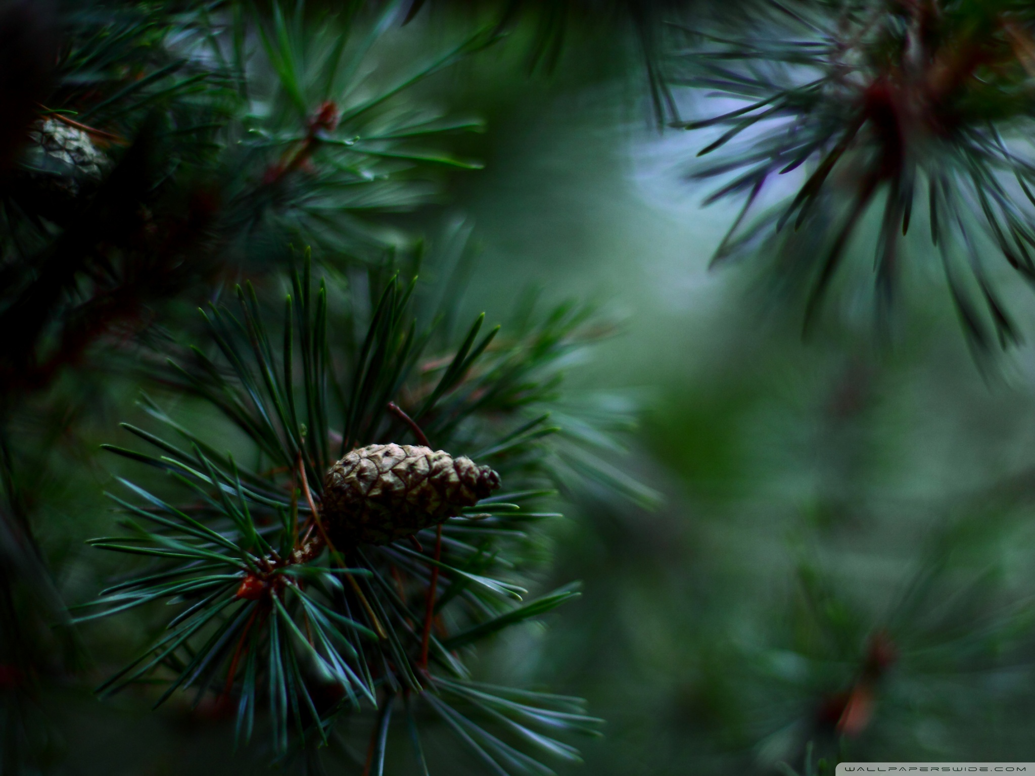 weeping eyes wallpapers,columbian spruce,white pine,jack pine,lodgepole pine,red pine