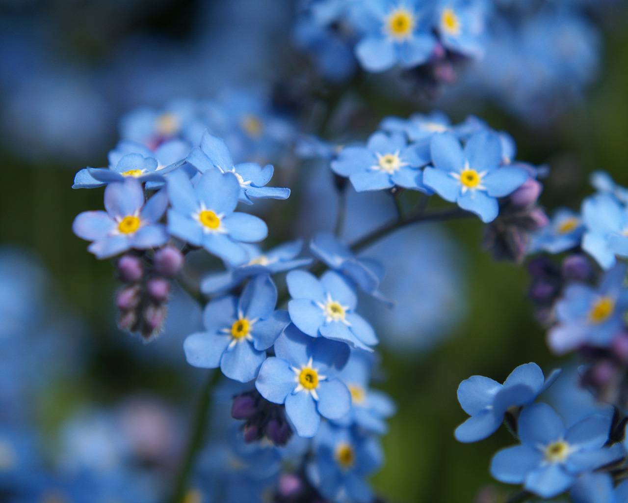 no me olvides fondo de pantalla,flor,planta floreciendo,el agua no me olvides,alpino no me olvides,no me olvides