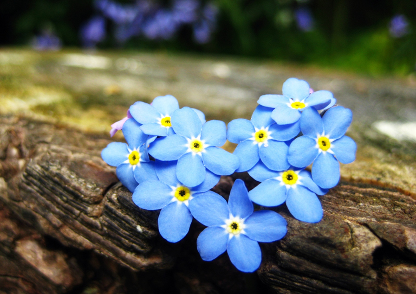 forget me not wallpaper,flowering plant,flower,alpine forget me not,blue,water forget me not