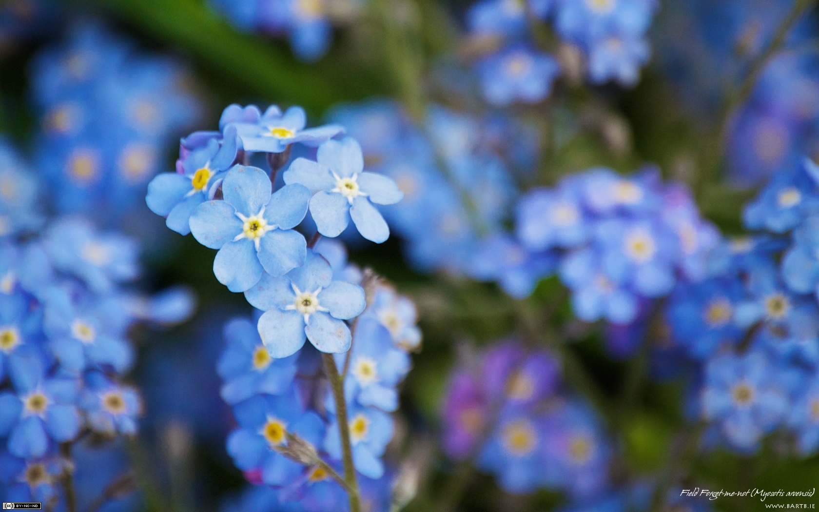 forget me not wallpaper,flower,flowering plant,blue,alpine forget me not,water forget me not