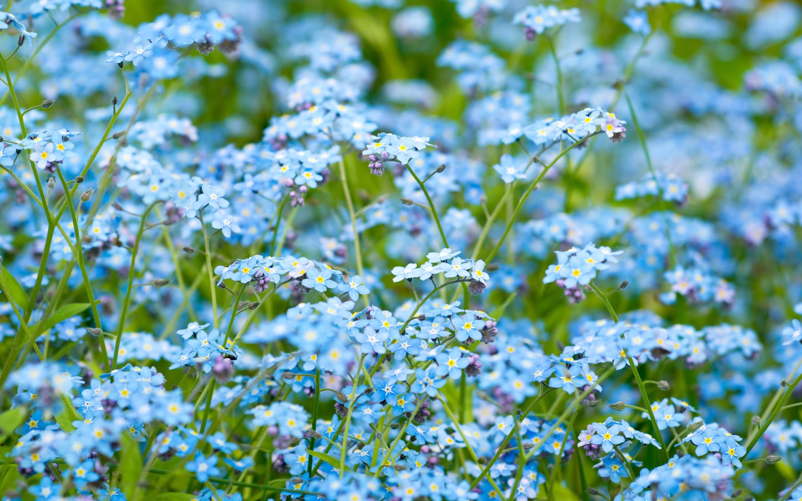 forget me not wallpaper,flower,flowering plant,plant,blue,cow parsley