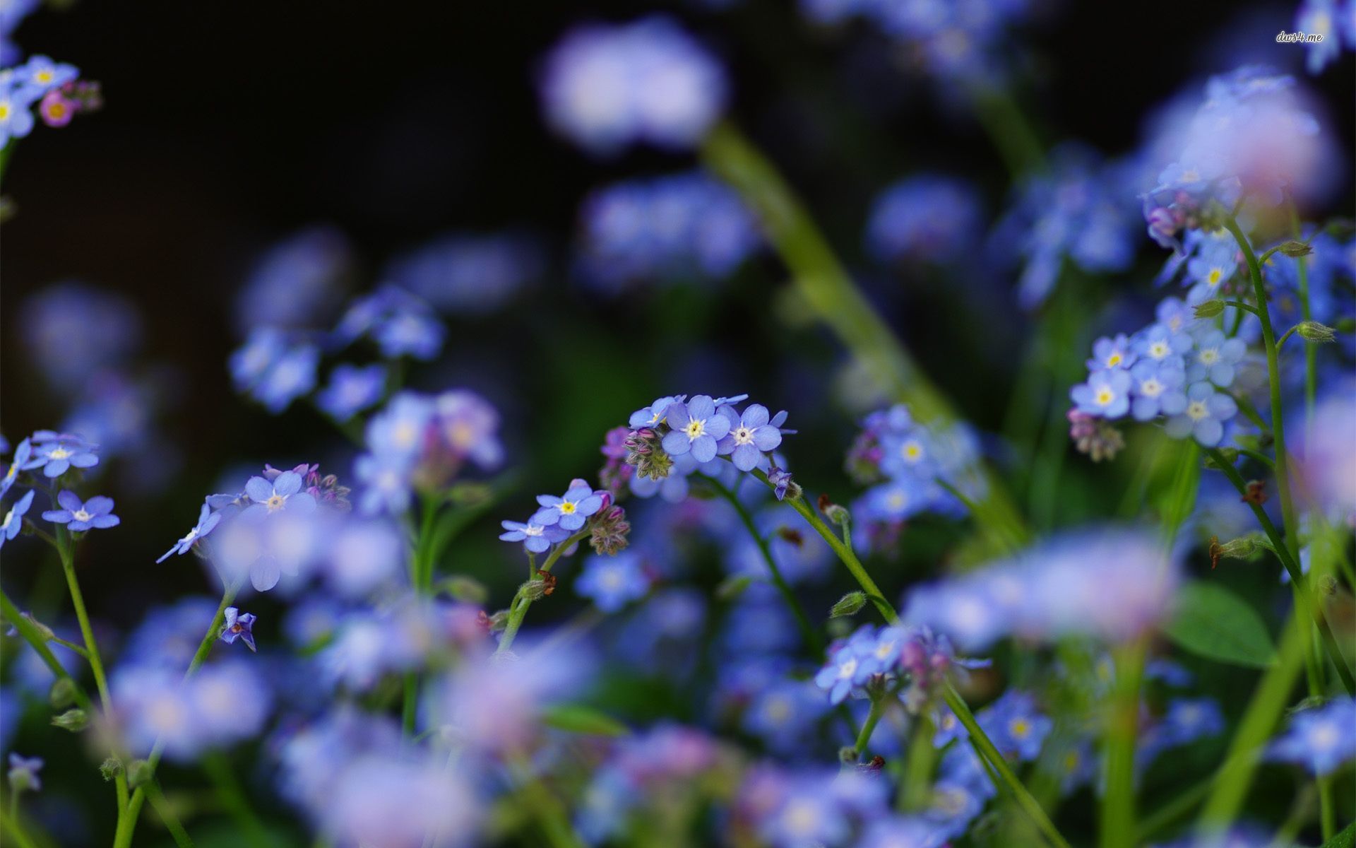 forget me not wallpaper,flower,flowering plant,lavender,plant,blue