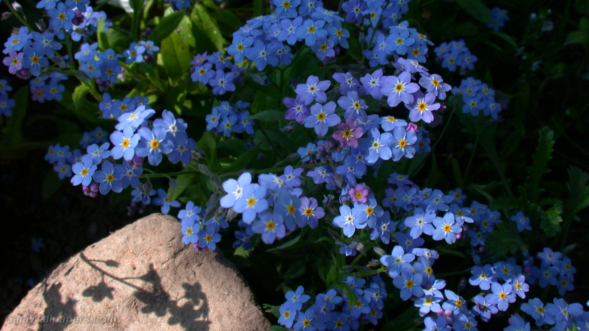 no me olvides fondo de pantalla,flor,planta floreciendo,alpino no me olvides,azul,planta