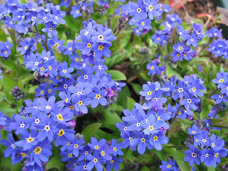 forget me not wallpaper,flower,flowering plant,blue,alpine forget me not,plant