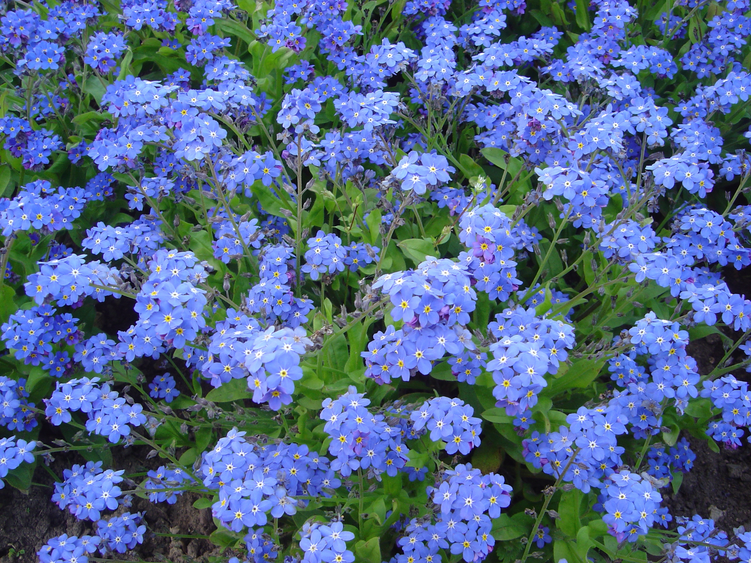 forget me not wallpaper,flower,flowering plant,alpine forget me not,blue,plant