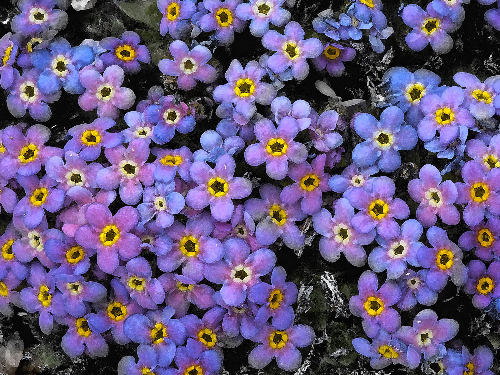 私を忘れないで壁紙,花,開花植物,高山は私を忘れない,工場,紫の