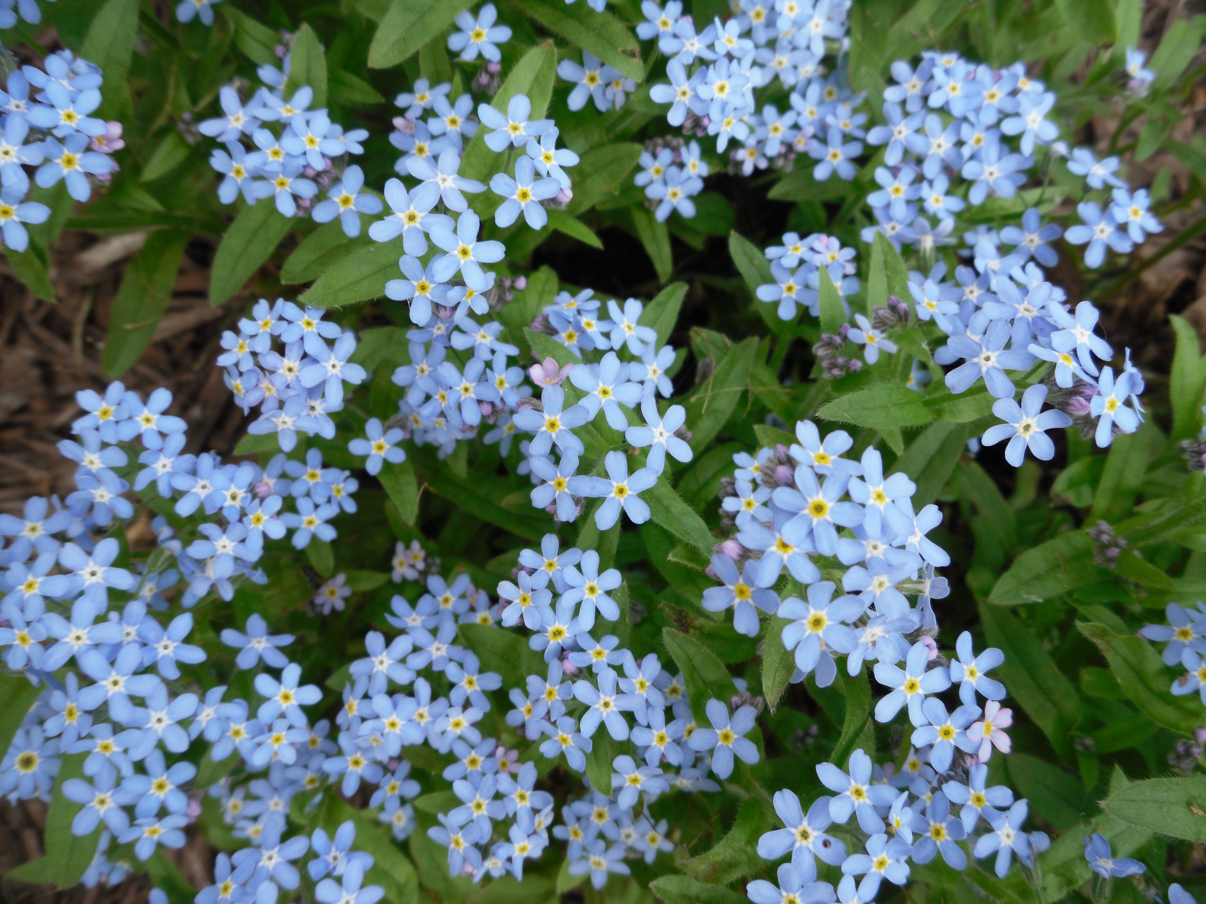 私を忘れないで壁紙,花,開花植物,高山は私を忘れない,水は私を忘れない,工場