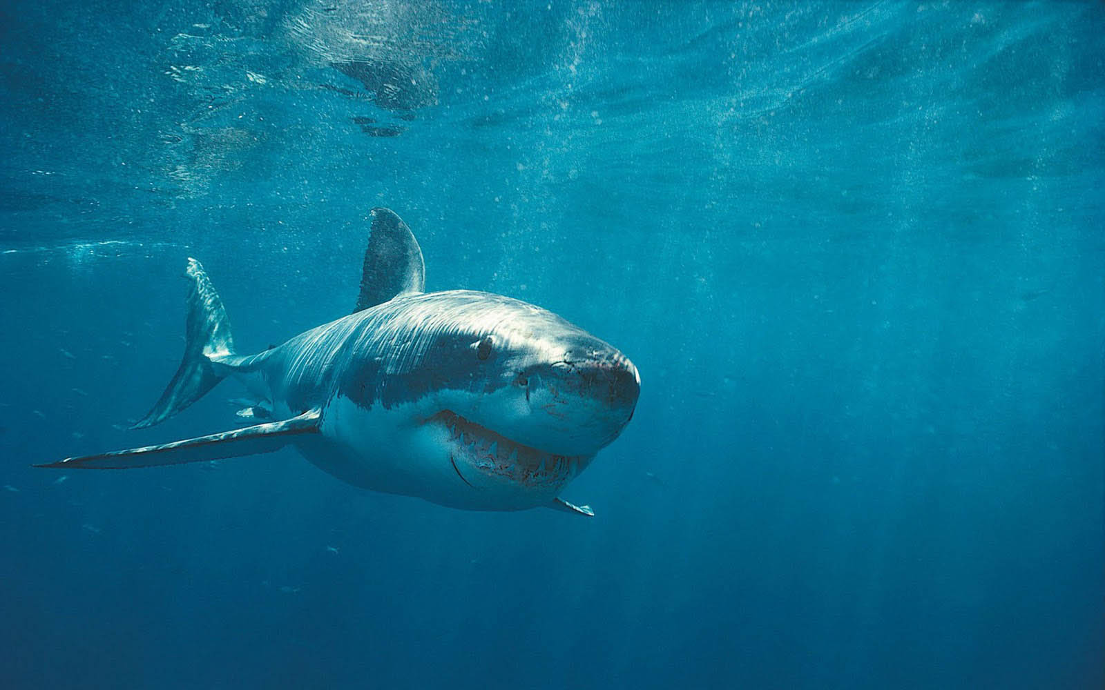 shark desktop wallpaper,fish,shark,great white shark,lamniformes,fish