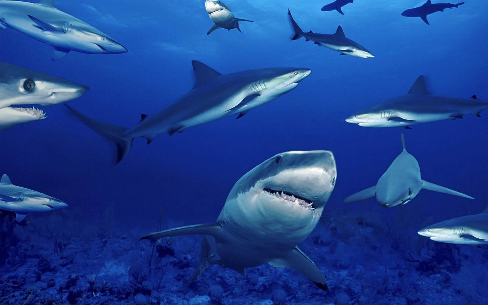 sfondo del desktop di squalo,pesce,grande squalo bianco,squalo,biologia marina,squalo tigre