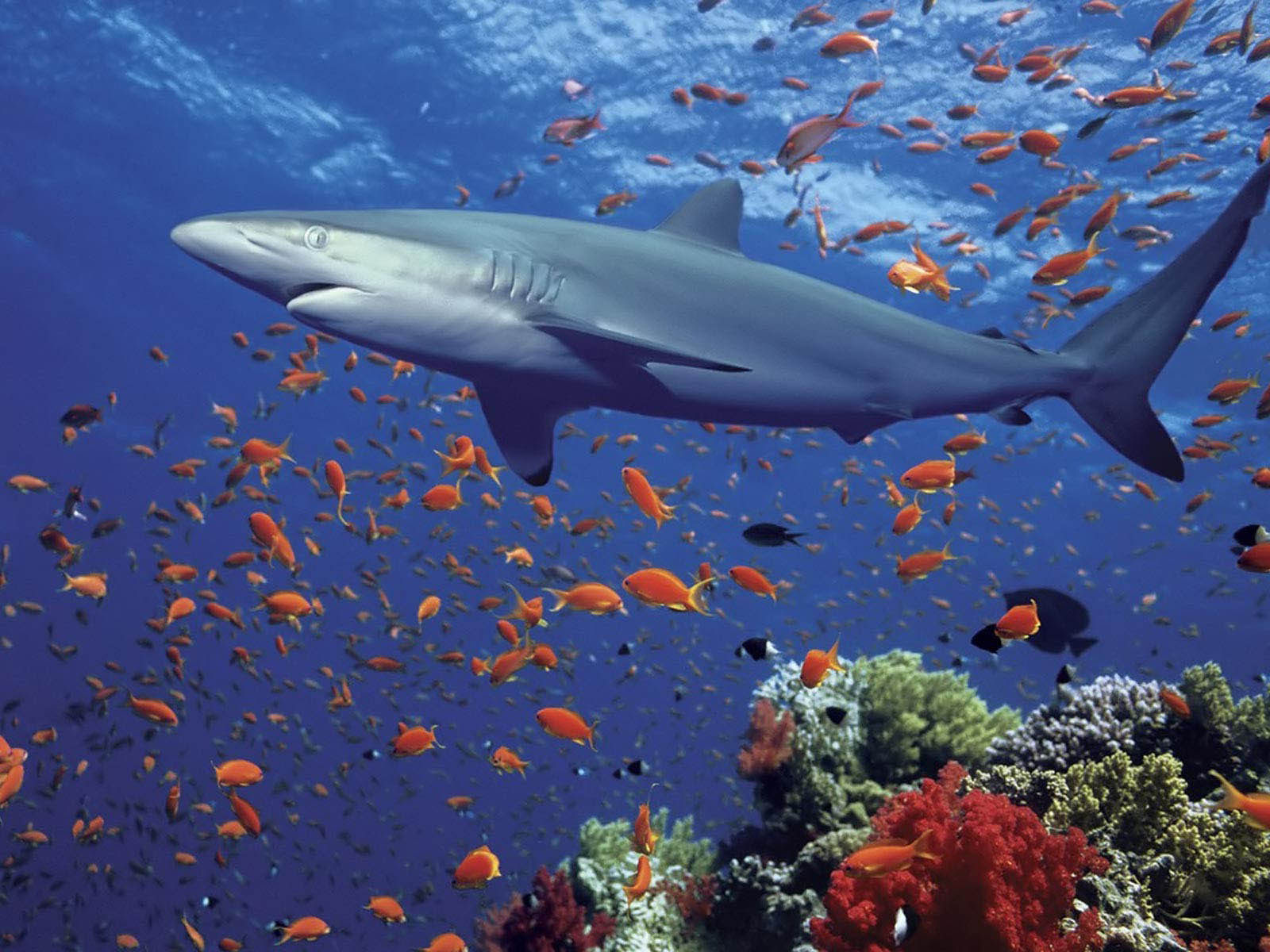 shark desktop wallpaper,fish,shark,marine biology,underwater,cartilaginous fish