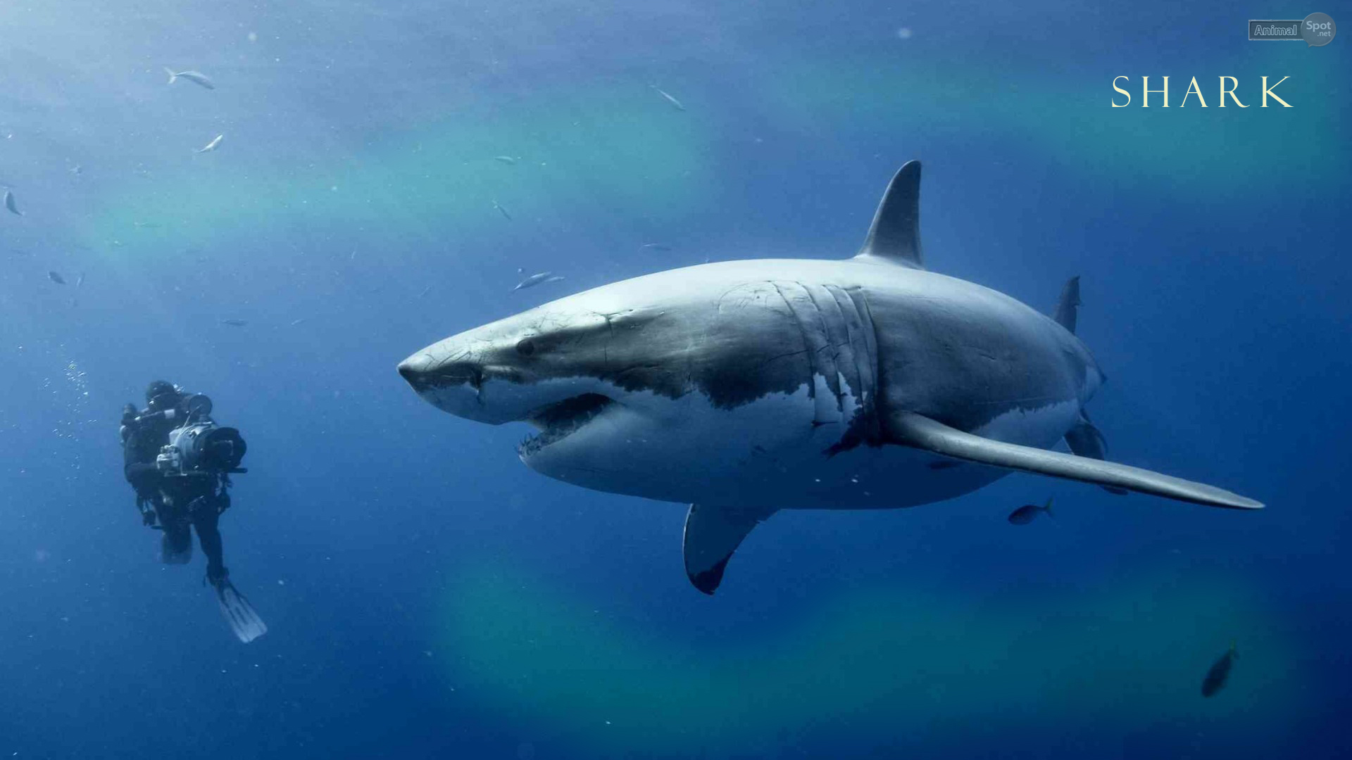 tiburón fondo de escritorio,gran tiburón blanco,tiburón,pez,pez cartilaginoso,biología marina