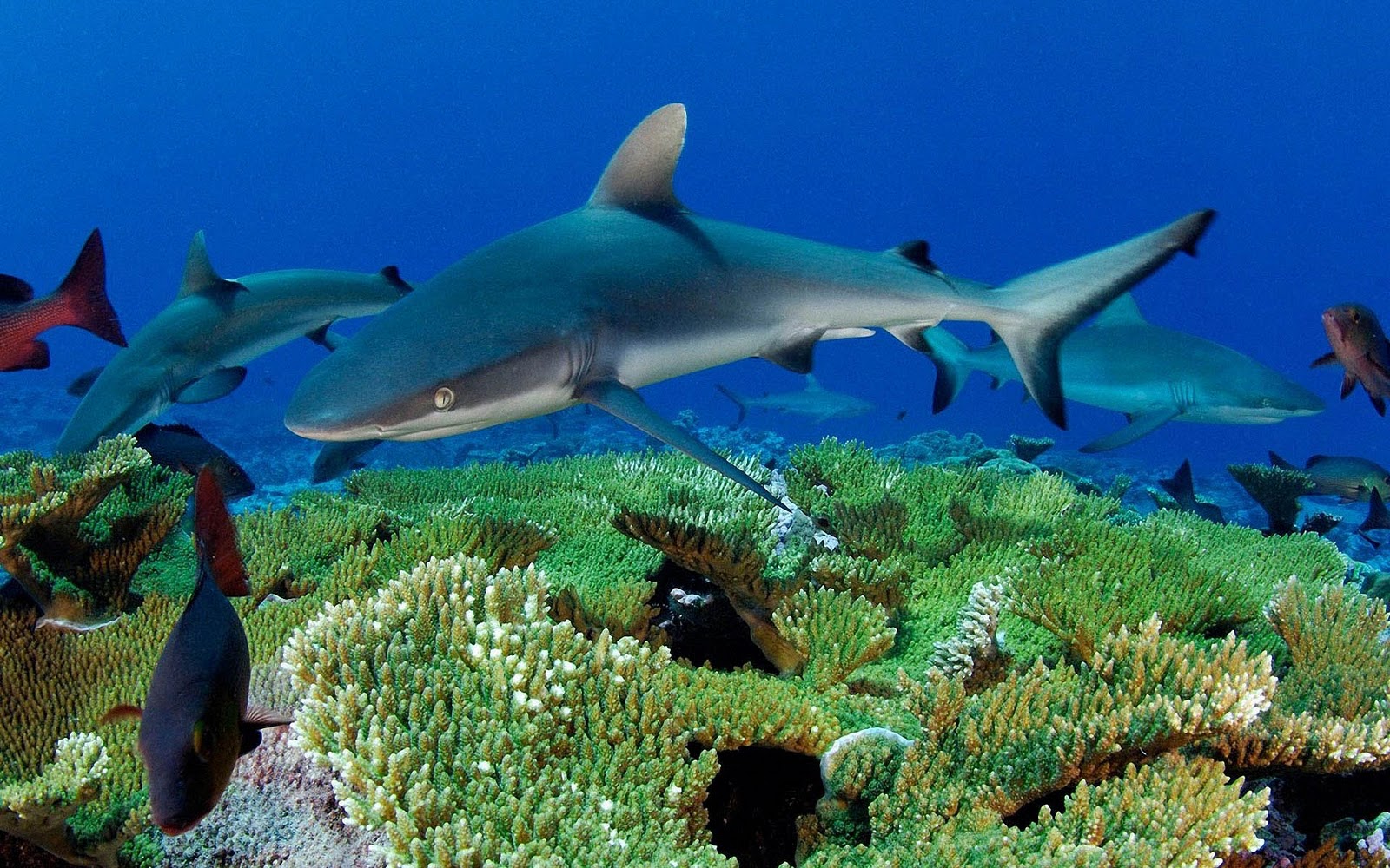 shark desktop wallpaper,fish,marine biology,shark,fish,underwater