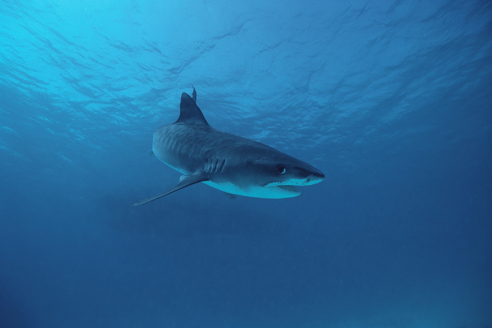 shark desktop wallpaper,fish,shark,great white shark,lamniformes,cartilaginous fish