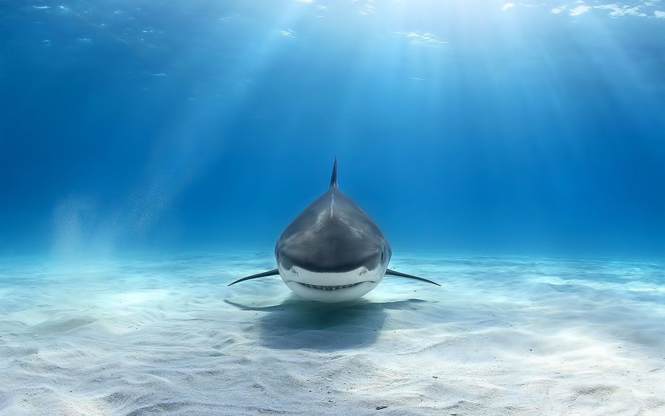 fond d'écran de requin,l'eau,requin,poisson,sous marin,océan