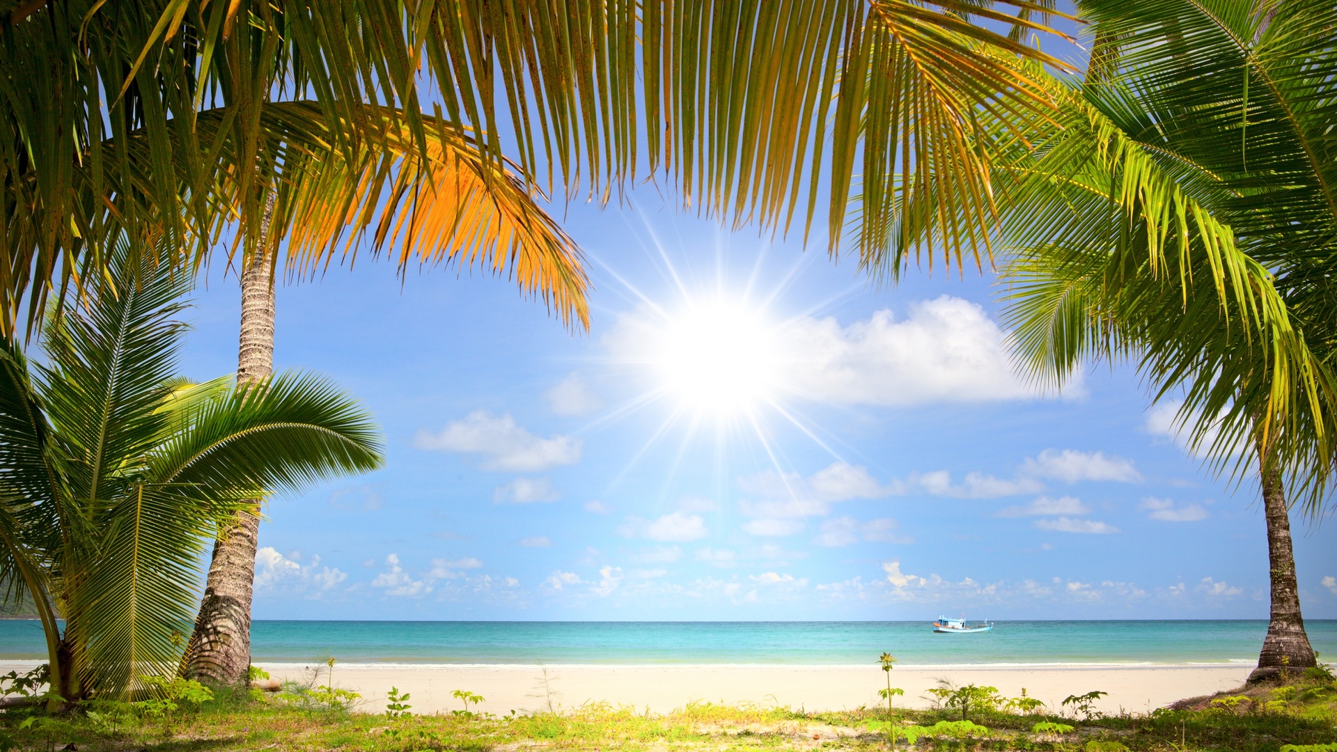 playa fondo de pantalla,cielo,árbol,naturaleza,palmera,paisaje natural