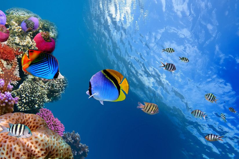 수중 바탕 화면 배경 무늬,물고기,산호초,수중,해양 생물학,산호초 물고기