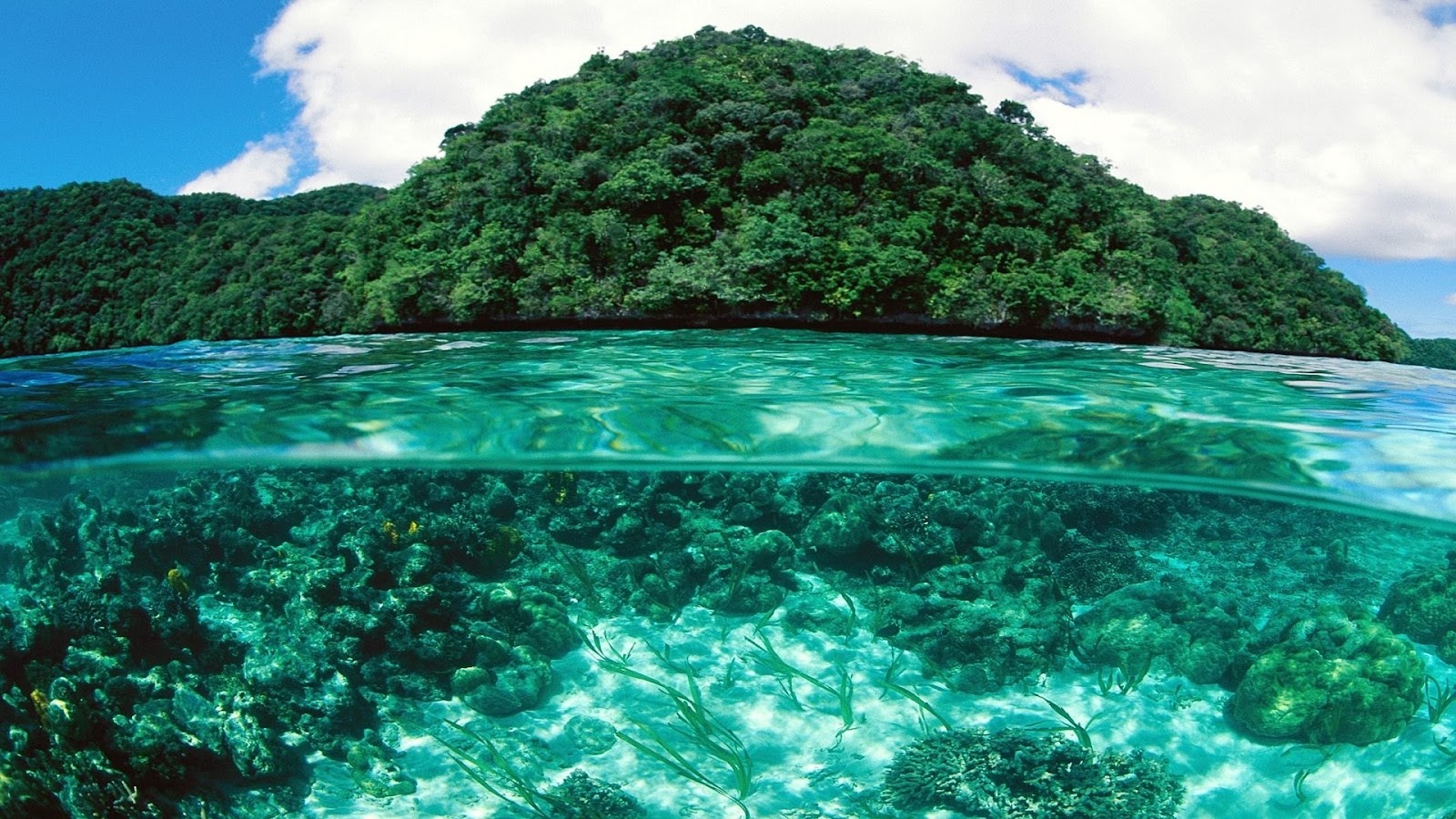 水中デスクトップ壁紙,自然の風景,自然,緑,水,水資源